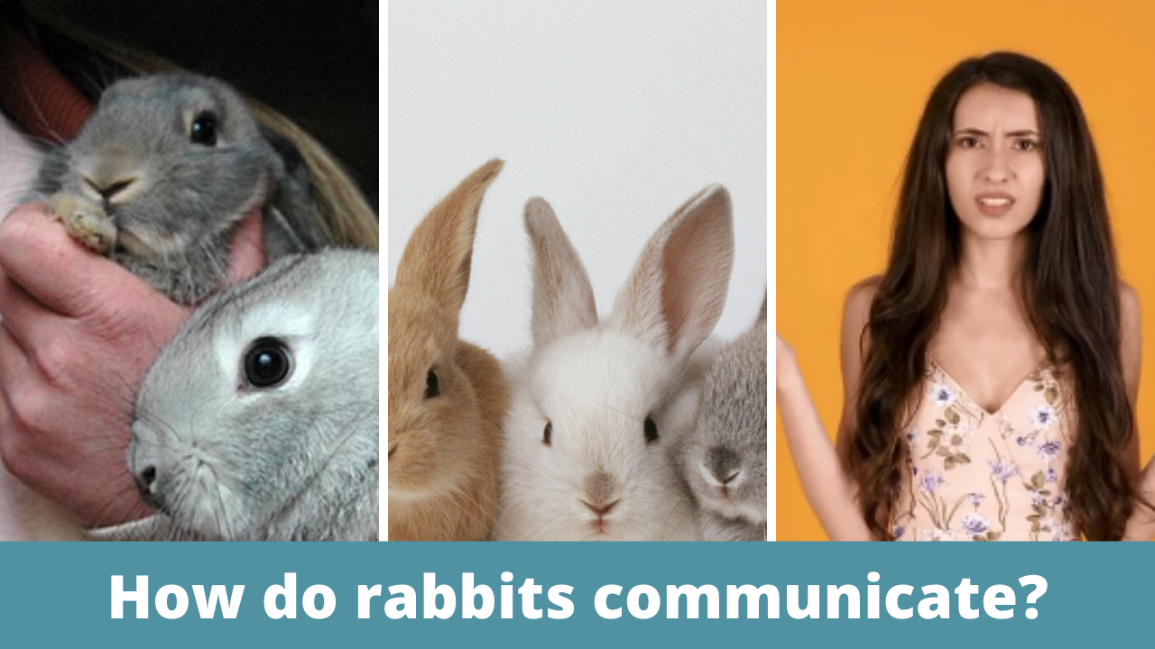 10 Best ways, How do rabbits communicate_