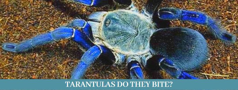 Are tarantulas poisonous 11