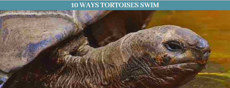 Can tortoises swim 6