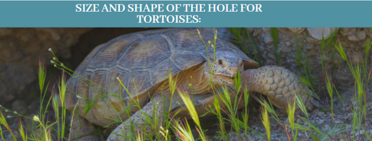 Top 10 Tortoises Sleeping Facts, How Tortoises Sleep - Zoological World