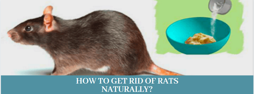 How to get rid of rats 22