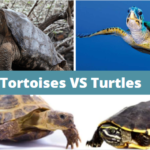 Tortoises Archives - Zoological World