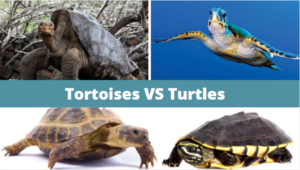 10 Best Fun facts about Turtles VS Tortoises - Zoological World