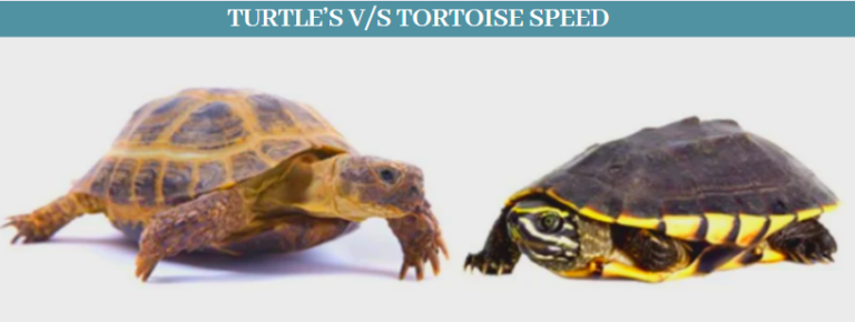 10 Best Fun facts about Turtles VS Tortoises - Zoological World