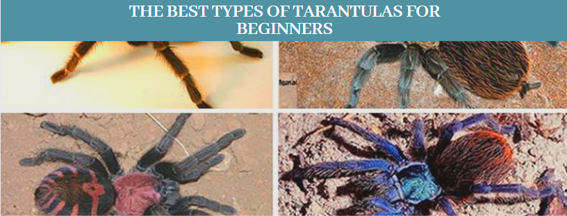 Types of Tarantulas 11