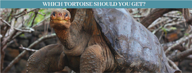 Top 10 Best Types of tortoises - Zoological World