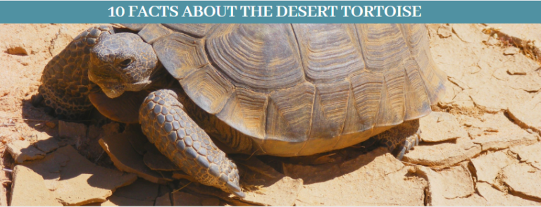 10 Best Desert Tortoises Facts, What do desert tortoises eat ...