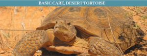 10 Best Desert Tortoises Facts, What do desert tortoises eat ...