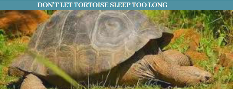 Top 10 Tortoises Sleeping Facts, How Tortoises Sleep - Zoological World