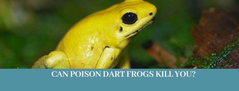 Best 10 Frog Poisonous Facts, Can Frogs Kill You - Zoological World