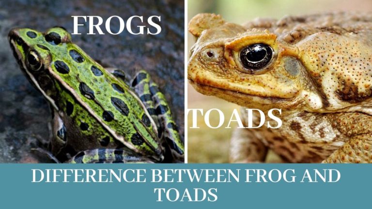 10 Best Frogs food facts, What do frogs eat - Zoological World