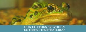 Best 10 ways, How do frogs breathe? - Zoological World