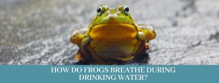 Best 10 ways, How do frogs breathe? - Zoological World