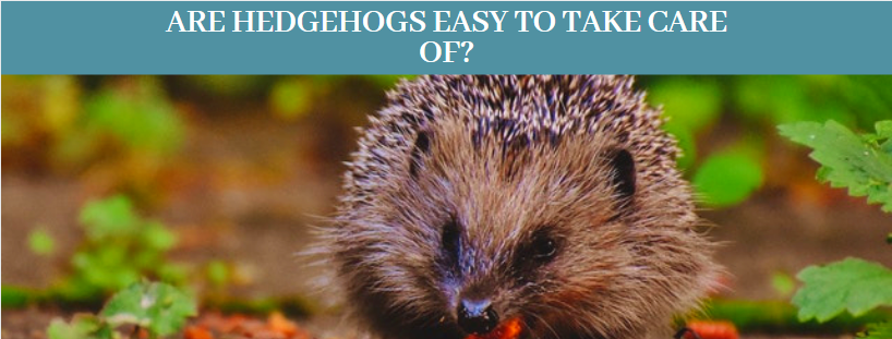 How to take care of a hedgehog 222