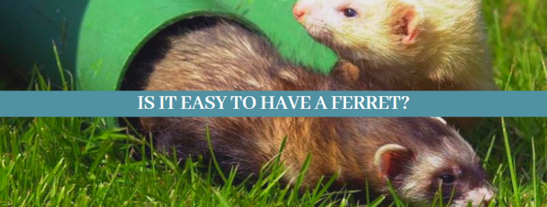 Best 10 Ways, How to take care of ferrets - Zoological World