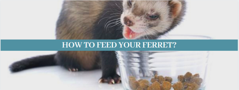 Best 10 Ways, How to take care of ferrets - Zoological World