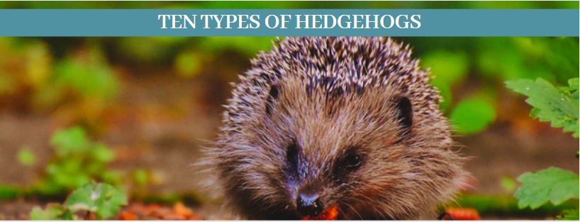 Ten types of hedgehogs 11