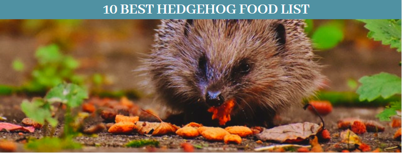 What do hedgehogs eat 13