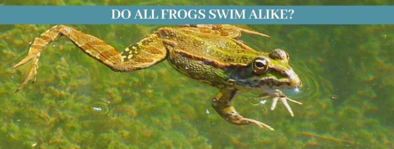 Best 10 Frogs Facts, Can Frogs Swim? - Zoological World