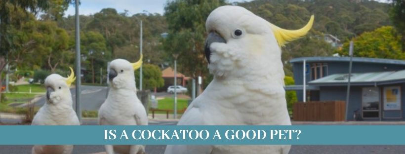 cockatoo lifespan pet