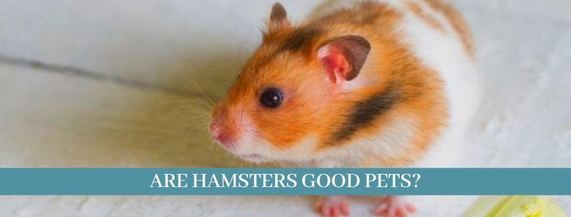 Hamsters as pets  22