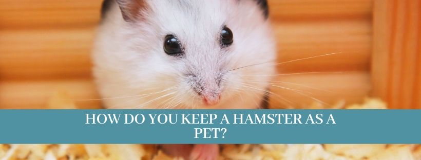 Hamsters as pets  33