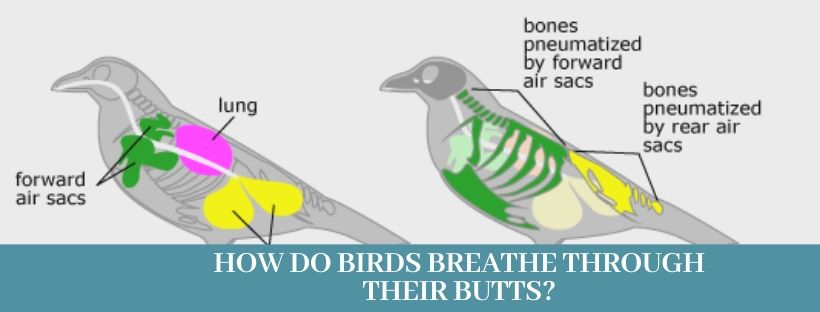 How Do Birds breathe 11