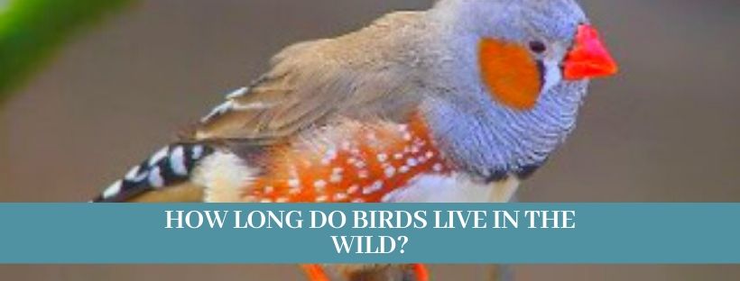 How do birds live 33