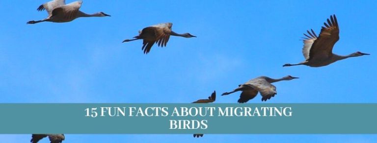 Best 15 Ways, How birds migrate? Updated 2021 - Zoological World