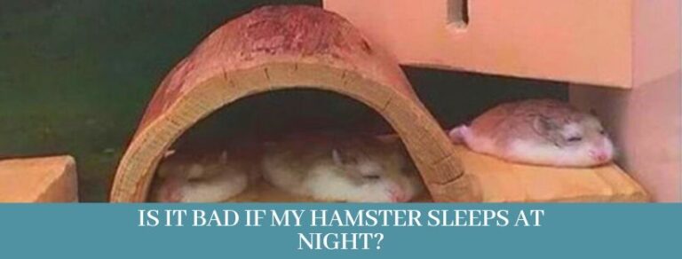 Best 10 Way How do hamsters sleep? Updated 2021 - Zoological World