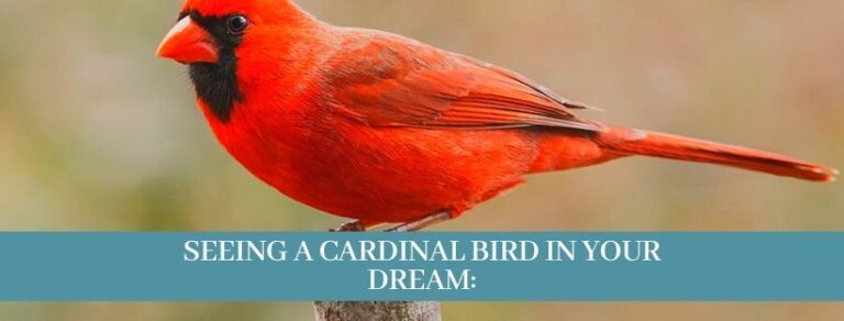 10 Best Spiritual meaning, When you see a cardinal bird - Zoological World