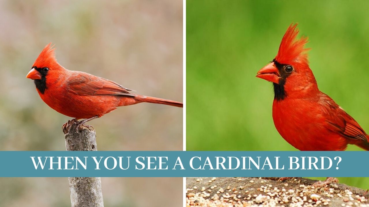 cardinal meaning