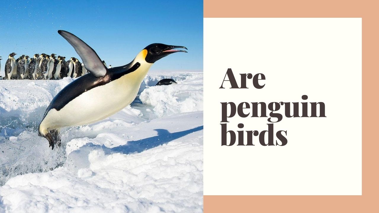 Are penguin birds 11