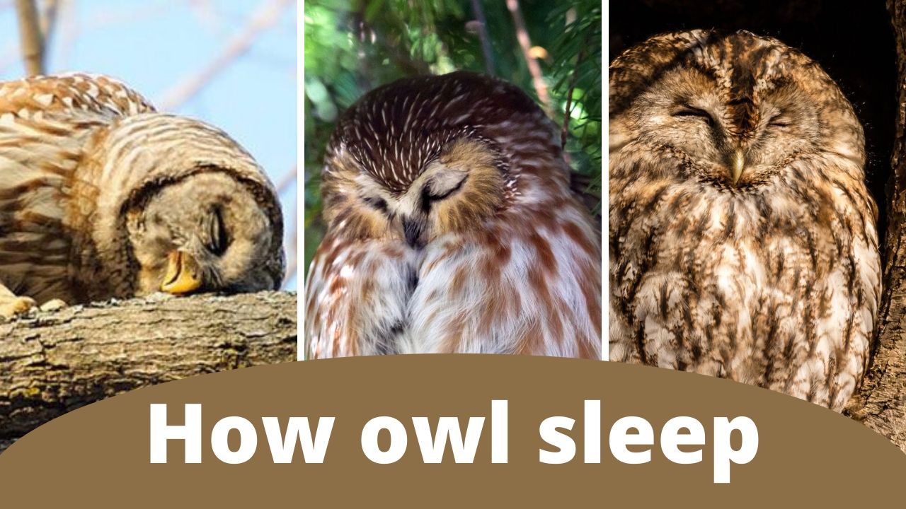 night owl sleep study accuracy