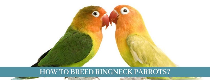How to breed parrots 11