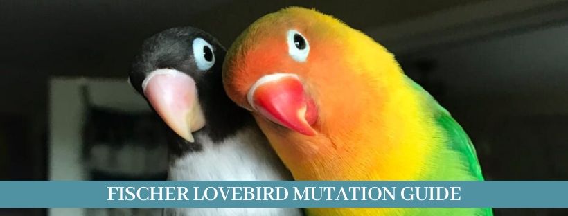 Love birds mutation guide  3