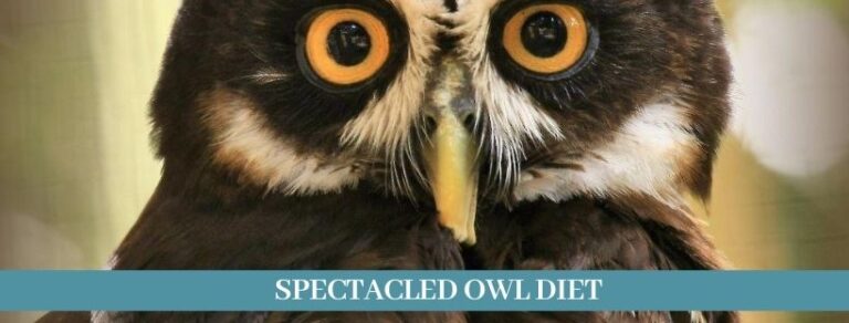 Best 12 Spectacled Owl Facts, Habitat, Diet, Lifespan - Zoological World