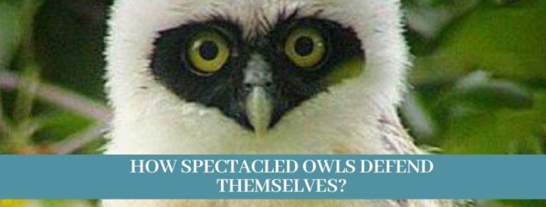 Best 12 Spectacled Owl Facts, Habitat, Diet, Lifespan - Zoological World