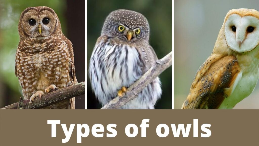 Owl eye color || The eye color of owl Updated 2021 - Zoological World