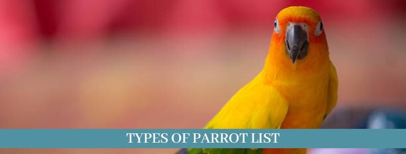 Types of parrots 2