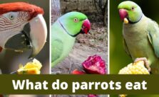 What do parrots eat 1