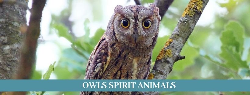 What does an owl symbolize 2