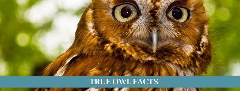 true owls 13