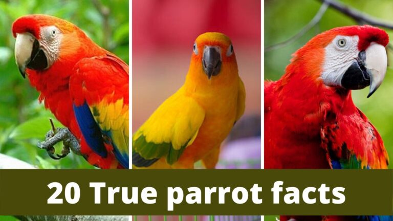 Best 15 Parrots Foods What Do Parrots Eat Zoological World