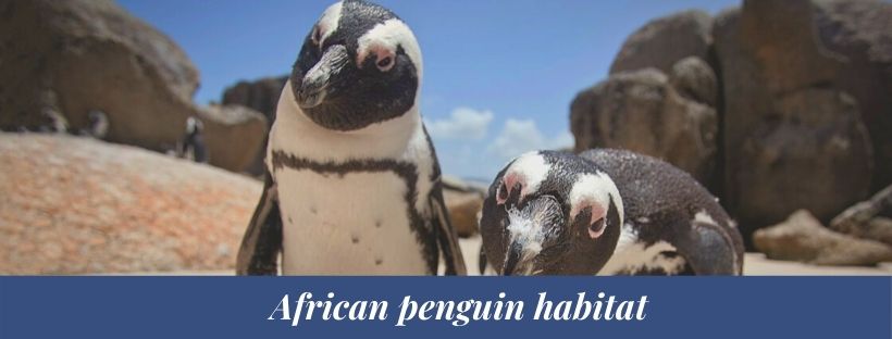 African penguin 1