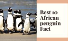 African penguin 3