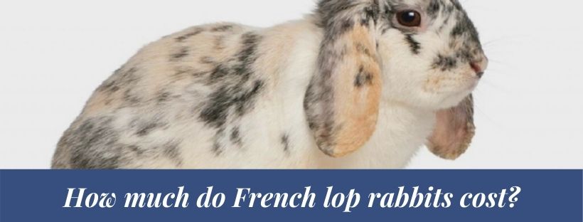 French lop rabbit 33