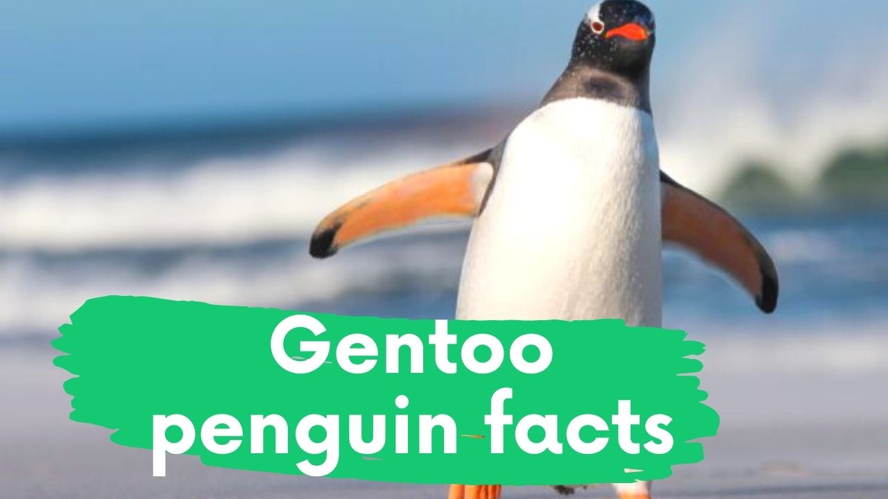 Gentoo penguin 11