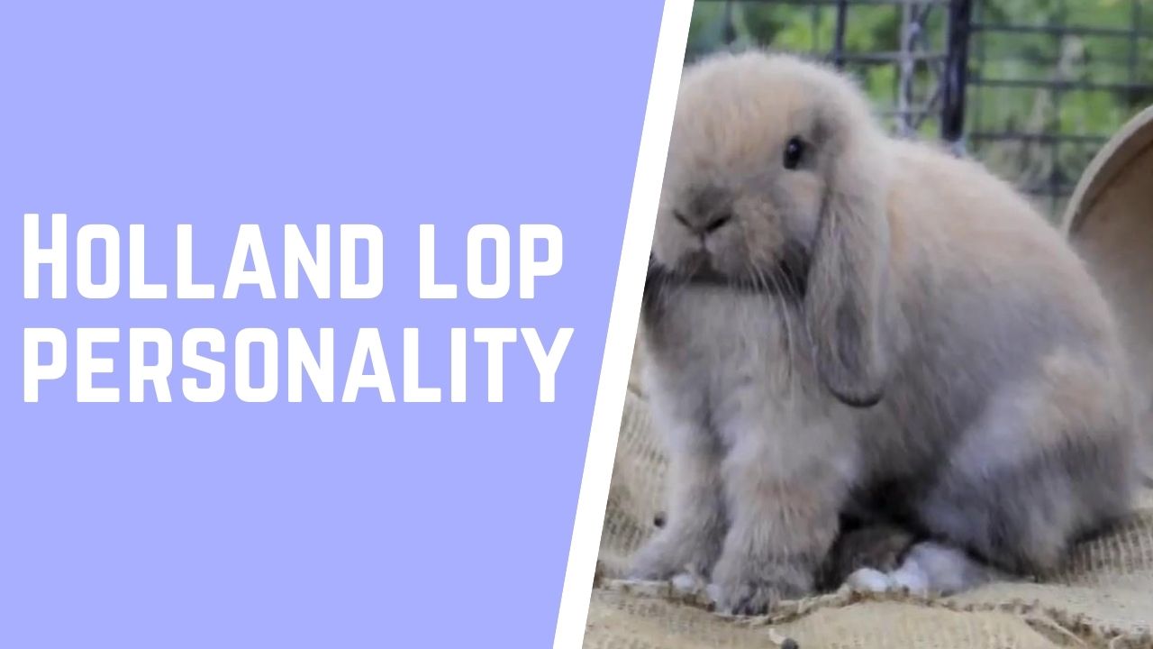 Holland lop personality 11