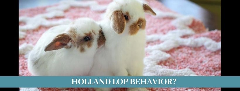 Holland lop personality 22